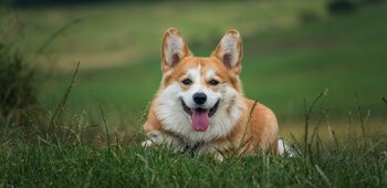 Toilettage chiens et chats - La boîte à cabots