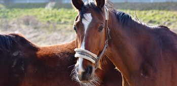 Centre Equestre - Chevaux - Poneys